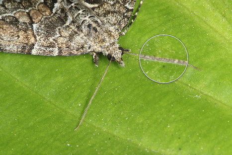 Geometridae - Thera sp.